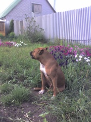 Предлагается для вязки кобель американского стаффордширского терьера.