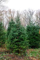 голубая ель под посадку