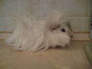 Продаю морских свинок