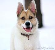 Очень добрый, ласковый, чуткий, смышленый пес Винсент в дар!