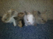 карликовые кролики