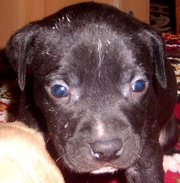 Элитные щенки породы