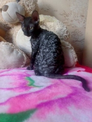 КУДРЯВАЯ девочка корниш-рекса!