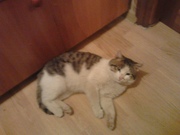 Отдам в добрые руки ласкового кота