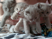 Шотлансдкие вислоухие котята