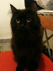 Отдам в надежные руки кота