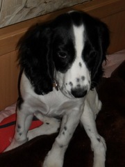 Продам щеночечков русского спаниеля