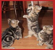 британские котята подарок к весеннему женскому празднику