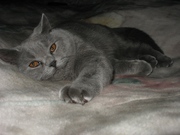 Вязка кота британского.