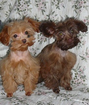 Щенки Петербургской Орхидеи мини