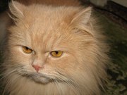 Отдается в добрые руки шикарный рыжий пушистый кот