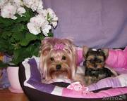 Элитные щенки йоркширского терьера для Шоу и разведения