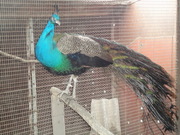 Фазаны, павлины и другие декоративные птицы