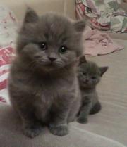 Продажа британских котят