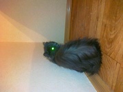 отдам кошечку в добрые и хорошие руки