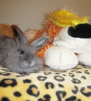 декоративный кролик