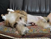 китайская хохлатая собачка в белгороде