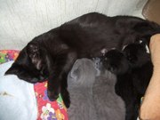 Продаю вислоухих и не только, голубых и черных британских котят