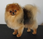 Померанский шпиц, мальчик.