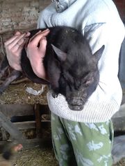 вьетнамские поросята (4 месяца)