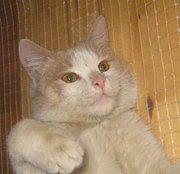 Отдам в хорошие руки рыже-белого котика