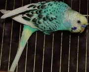 Попугаи от заводчика