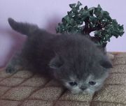 Продам персидских и экзотических котят экстремального типа