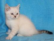 чистокровные котята британские.