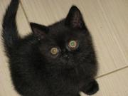 Продаю Великолепного Британского котенка