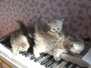 Персидские котята ищут добрых хозяев!