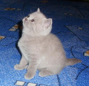 продается котенок-девочка