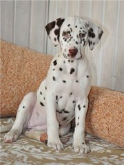 Продается щенок далматина
