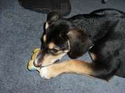 отдам собаку в добрые руки