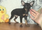 Той-терьер, г/ш, клубные девочки и мальчики, 2мес, привиты. Есть МИНИ!