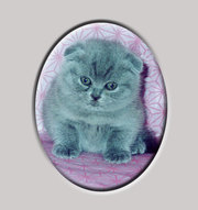 Вислоухие котята доставка по Москве