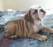 Английский бульдог Щенки имеющиеся