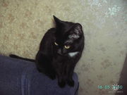 Отдам кошку в добрые руки
