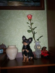 Щенки русского той терьера , миники , с документами , привиты , клеймо