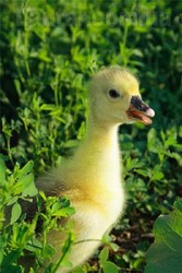 Гусята Линдовской породы