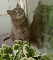 красивая ласковая упитанная кошка