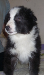 щенки якутской лайки 4 месяца