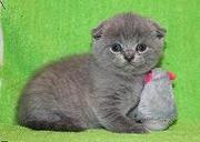 Шотландские котята от титулованных родителей.