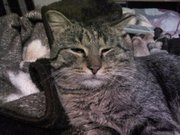 Найден серый, полосатый кот