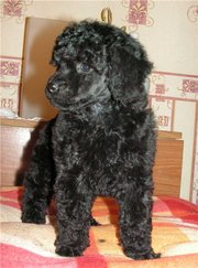 Карликовый пудель, девочка