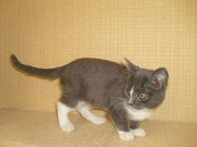 Котенок даром в добрые руки