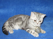 Шотландские котята