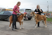 Продаются элитные 2.5 мес. щенки среднеазиатской овчарки - девочки