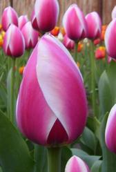 Тюльпаны оптом к празднику