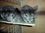 очаровательных ручных шиншилл