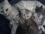 Продам ВИСЛОУХИХ и ПРЯМОУХИХ котят от родителей чемпионов.